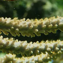 Delicate Spiny Sea Fan, photo 3