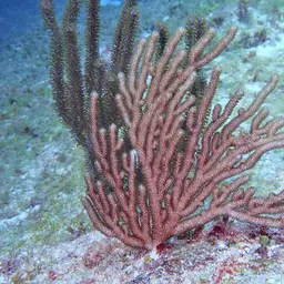 Delicate Spiny Sea Fan, photo 4