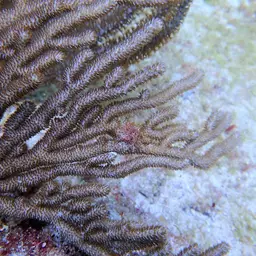 Delicate Spiny Sea Fan, photo 5