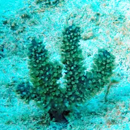 Spiny Sea Fan, photo 1
