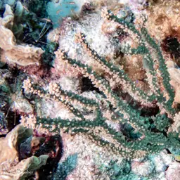 Spiny Sea Fan, photo 2