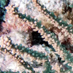 Spiny Sea Fan, photo 3