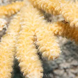 Spiny Sea Fan, photo 4