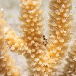 Spiny Sea Fan, photo 5