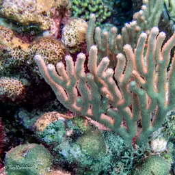 Spiny Sea Fan, photo 6