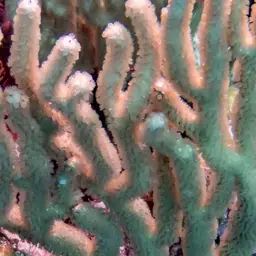 Spiny Sea Fan, photo 7