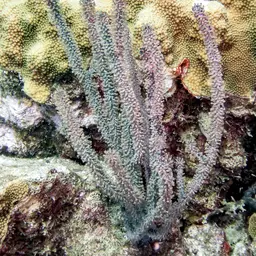 Spiny Sea Fan, photo 8