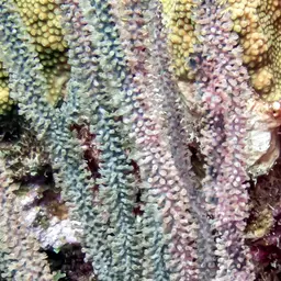 Spiny Sea Fan, photo 9