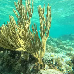 Spiny Sea Fan, photo 10
