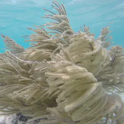 Bottle-brush Coral