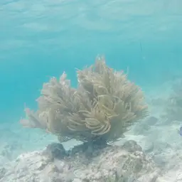 Bottle-brush Coral, photo 2