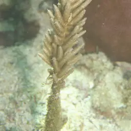 Bottle-brush Coral, photo 3