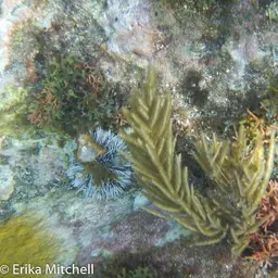 Bottle-brush Coral, photo 4