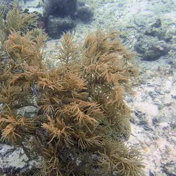 Bottle-brush Coral, photo 5