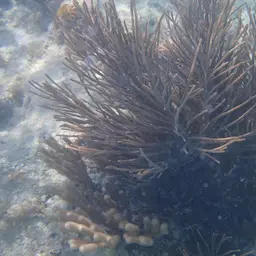 Bottle-brush Coral, photo 6