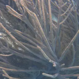 Bottle-brush Coral, photo 7