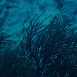 Bottle-brush Coral, photo 8
