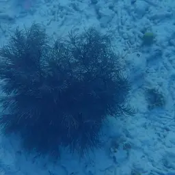 Bottle-brush Coral, photo 9