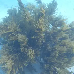 Bottle-brush Coral, photo 10