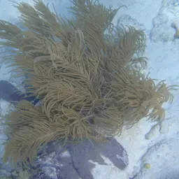 Bottle-brush Coral, photo 11
