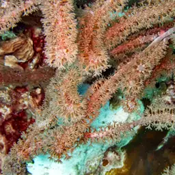 Bottle-brush Coral, photo 12