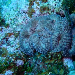 Large Flower Coral, photo 2