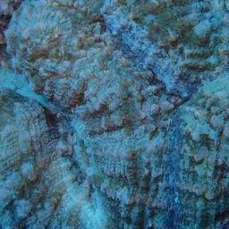 Large Flower Coral, photo 3