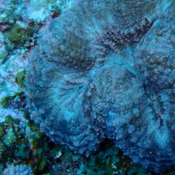 Large Flower Coral, photo 4