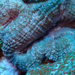 Large Flower Coral, photo 5