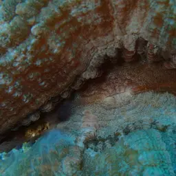 Large Flower Coral, photo 6
