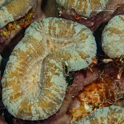 Large Flower Coral, photo 7
