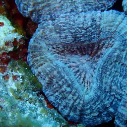 Large Flower Coral, photo 8