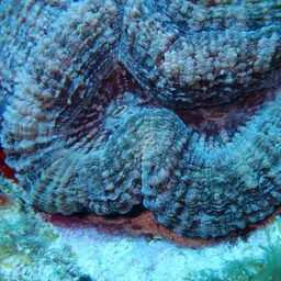 Large Flower Coral, photo 9