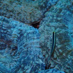 Large Flower Coral, photo 10