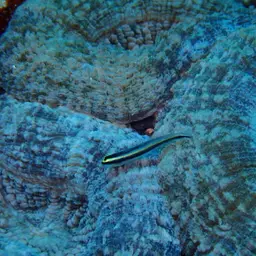 Large Flower Coral, photo 11