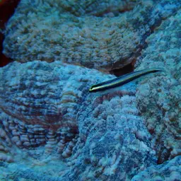Large Flower Coral, photo 12