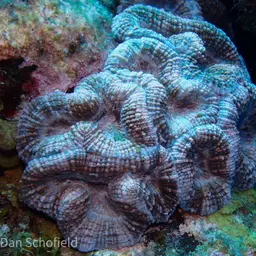 Large Flower Coral, photo 1
