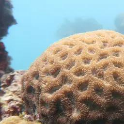 Bahia Brain Coral