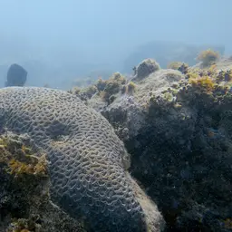 Bahia Brain Coral, photo 2