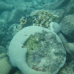 Bahia Brain Coral, photo 3