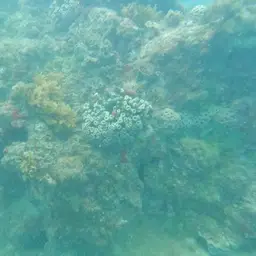 Brain Coral, photo 2