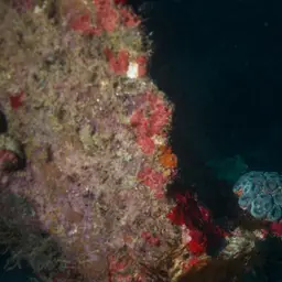 Brain Coral, photo 3