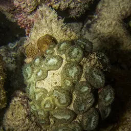 Brain Coral, photo 4