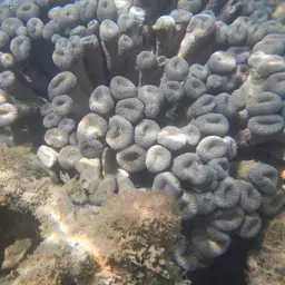 Brain Coral, photo 5