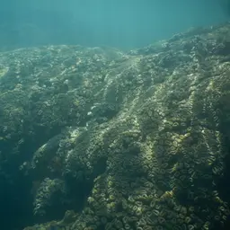 Brain Coral, photo 6