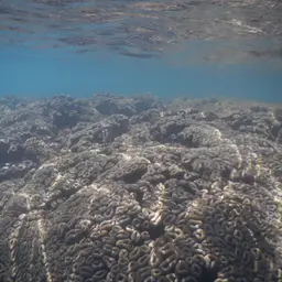 Brain Coral, photo 7