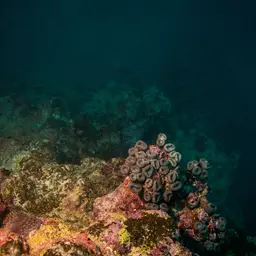 Brain Coral, photo 9