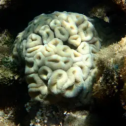 Brain Coral