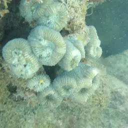 Brain Coral, photo 10