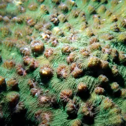 Chinese Cabbage Coral, photo 2